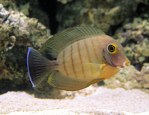 picture of Mimic Eiblii Tang Sml                                                                                Acanthurus tristis