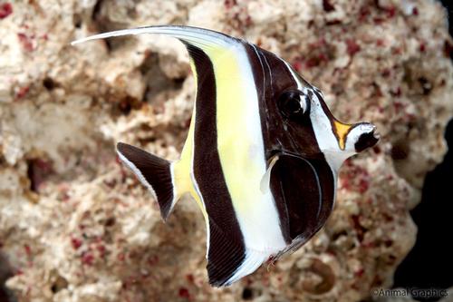 picture of Moorish Idol Sml                                                                                     Zanclus canescens