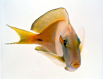 picture of Orange Shoulder Tang Sml                                                                             Acanthurus olivaceus