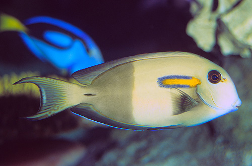 picture of Orange Shoulder Tang Shw                                                                             Acanthurus olivaceus