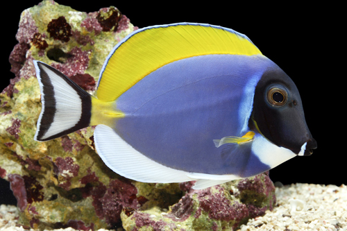 picture of Powder Blue Tang Lrg                                                                                 Acanthurus leucosternon