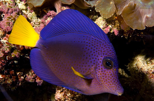 picture of Purple Tang Tny                                                                                      Zebrasoma xanthurum