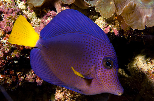 picture of Purple Tang Shw                                                                                      Zebrasoma xanthurum