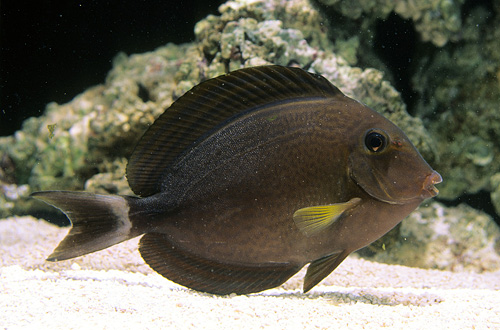 picture of Ringtail Surgeonfish Lrg                                                                             Acanthurus blochii