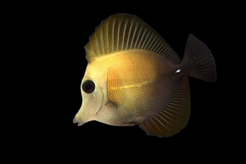 picture of Scopas Tang Lrg                                                                                      Zebrasoma scopas