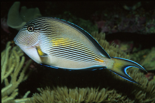 picture of Sohal Tang Red Sea Med                                                                               Acanthurus sohal