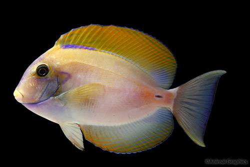 picture of Spot Face Surgeonfish Med                                                                            Acanthurus maucileps