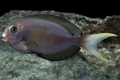 picture of Thompson's Scissortail Tang Lrg                                                                      Acanthurus thompsoni