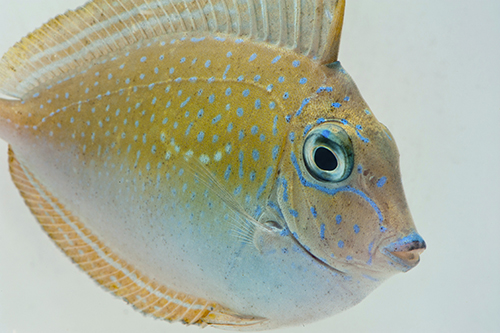 picture of Unicorn Tang Adult Med                                                                               Naso unicornis