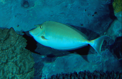 picture of Unicorn Tang Adult Lrg                                                                               Naso unicornis