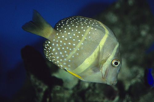 picture of Mustard Tang Med                                                                                     Acanthurus guttatus