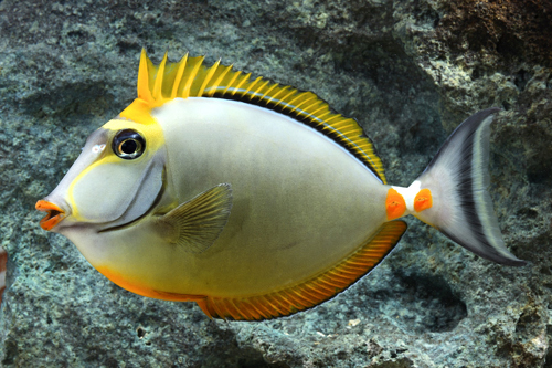 picture of Blonde Naso Tang Sri Lanka Med                                                                       Naso elegans