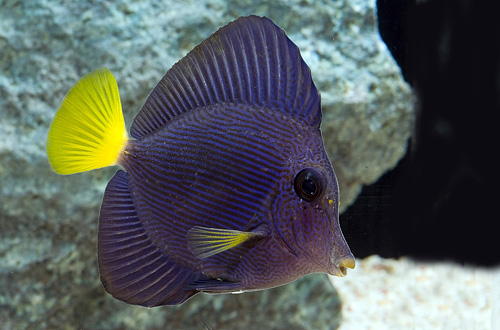 picture of Purple Tang B Grade Sml                                                                              Zebrasoma xanthurum