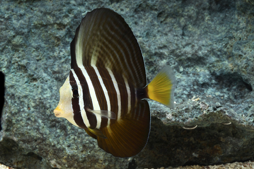 picture of Sailfin Tang Bali Sml                                                                                Zebrasoma veliferum