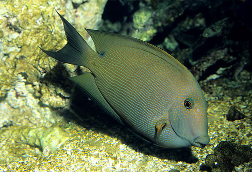 picture of Orange Stripe Bristletooth Tang Red Sea Sml                                                          Ctenochaetus striatus