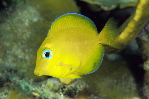 picture of Atlantic Blue (Yellow phase) Tang Sml                                                                Acanthurus coeruleus