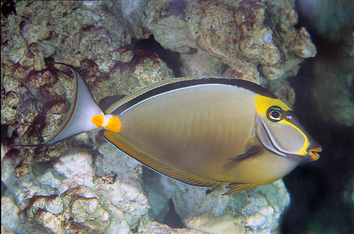 picture of Naso Tang Med                                                                                        Naso lituratus