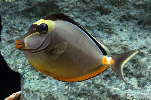 picture of Naso Tang Hawaii Med                                                                                 Naso lituratus