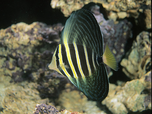 picture of Sailfin Tang Sml                                                                                     Zebrasoma veliferum