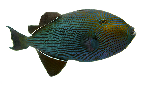 picture of Black Durgeon Triggerfish Hawaii Lrg                                                                 Melichthys niger