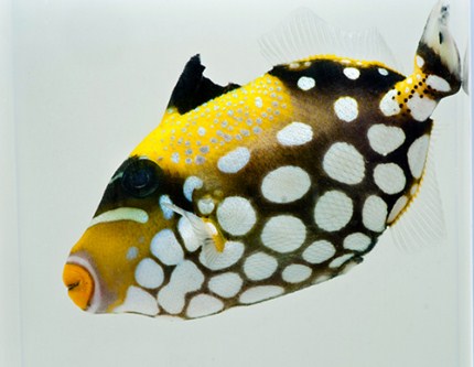 picture of Clown Trigger M/L                                                                                    Balistoides conspicillum