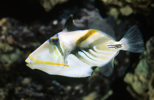 picture of Humu Humu Picasso Trigger Sml                                                                        Rhinecanthus aculeatus