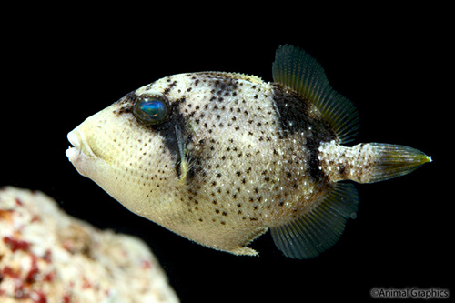 picture of Yellow Margin Trigger Sml                                                                            Pseudobalistes flavimarginatus