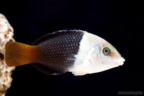 picture of Banner Wrasse Sml                                                                                    Hemigymnus melapterus