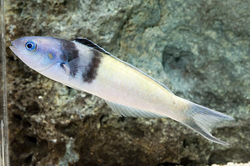 picture of Blue Head Wrasse Sml                                                                                 Thalassoma bifasciatum