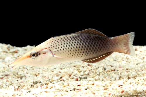 picture of Brown Bird Wrasse Med                                                                                Gomphosus varius