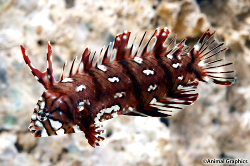 picture of Dragon Wrasse Adult Sml                                                                              Novaculichthys taeniourus