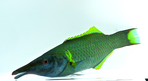 picture of Green Bird Wrasse Sml                                                                                Gomphosus varius