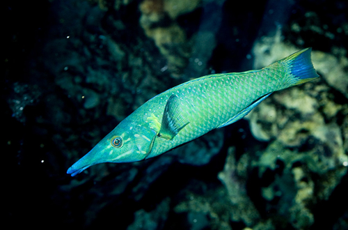 picture of Green Bird Wrasse Shw                                                                                Gomphosus varius