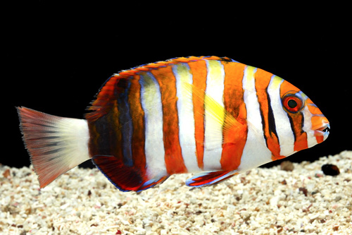 picture of Harlequin Tuskfish Tny                                                                               Choerodon fasciatus