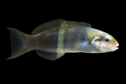 picture of Jansen Wrasse Med                                                                                    Thalassoma jansenii