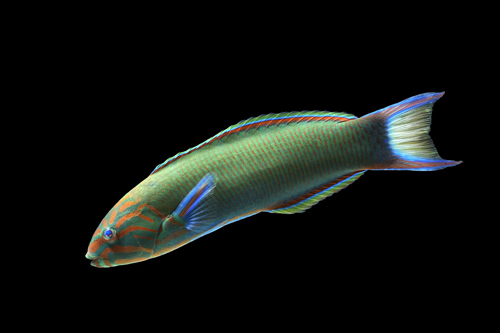 picture of Lunare Wrasse Indonesia Sml                                                                          Thalassoma lunare