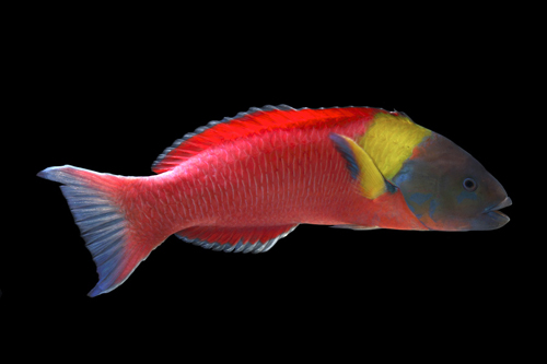 picture of Paddle Fin Wrasse Lrg                                                                                Thalassoma lucasanum