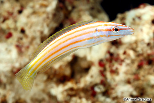 picture of Pencil Wrasse Med                                                                                    Pseudojuloides cerasinus