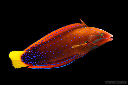 picture of Red Coris Wrasse Hawaii Adult Lrg                                                                    Coris gaimard