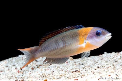 picture of Saddle Wrasse Hawaii Lrg                                                                             Thalassoma duperreyi