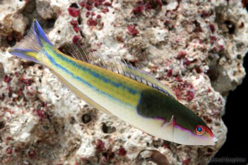 picture of Slender Black Hat Wrasse Med                                                                         Pseudojuloides severnsi