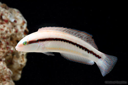 picture of Slippery Dick Wrasse Sml                                                                             Halichoeres bivittatus