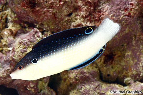 picture of Black & White Coris Wrasse Sml                                                                       Coris flavovittata