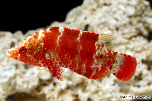 picture of Maori Snooty Wrasse Med                                                                              Cheilinus oxycephalus