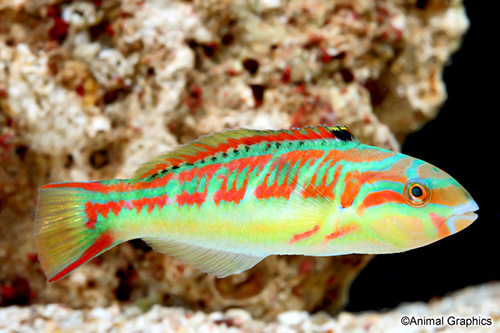 picture of False Christmas Wrasse Lrg                                                                           Halichoeres ornatissimus