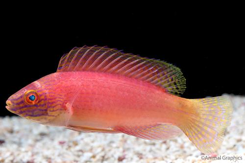 picture of Redtail Wrasse Bali Sml                                                                              Cirrhilabrus rubrimarginatus