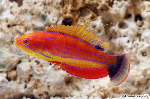 picture of Carpenter's Flasher Wrasse Lrg                                                                       Paracheilinus carpenteri