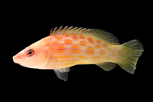 picture of Eight Line Wrasse Lrg                                                                                Pseudocheilinus octotaenia