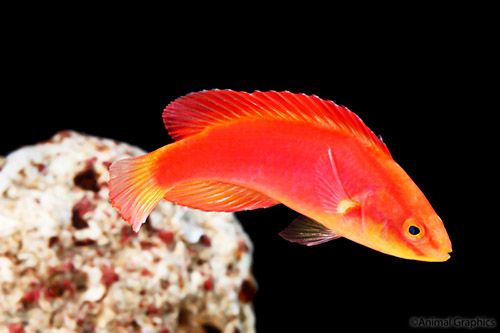 picture of Flame Wrasse Female Hawaii Med                                                                       Cirrhilabrus jordani