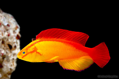 picture of Flame Wrasse Hawaii Male Med                                                                         Cirrhilabrus jordani